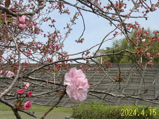 4月15日の日野川ダムの八重桜です。開花しだしました。