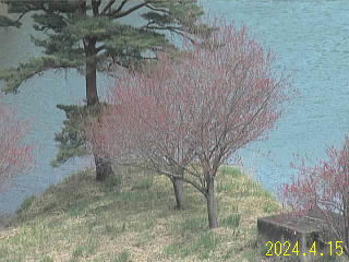 4月15日の日野川ダムの八重桜です。
