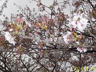 おおづちダムの4月15日の桜です。