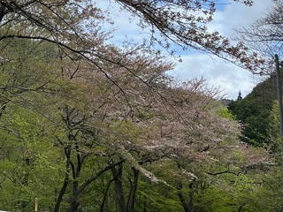 4/16のうそ川ダムの桜の状況です