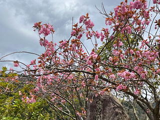 4/16のうそ川ダムの桜の状況です