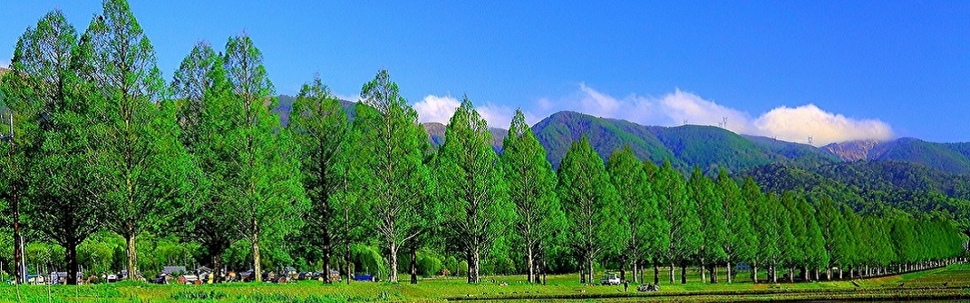 高島市メタセコイア並木。新緑の写真。