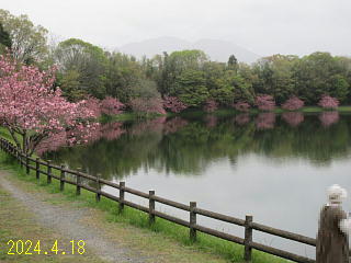 4月18日の日野川ダムの桜です。