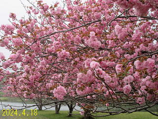 4月18日の日野川ダムの桜です。