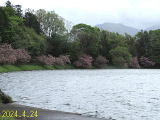 4月24日の日野川ダムの桜です。