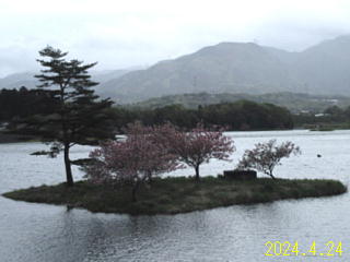 4月24日の日野川ダムの桜です。