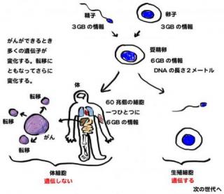 がん細胞の説明図
