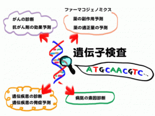 遺伝子の図