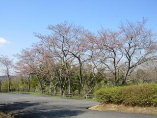 4月4日の桜です。
