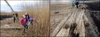 2022年2月20日（日曜日）西の湖ヨシ刈り体験