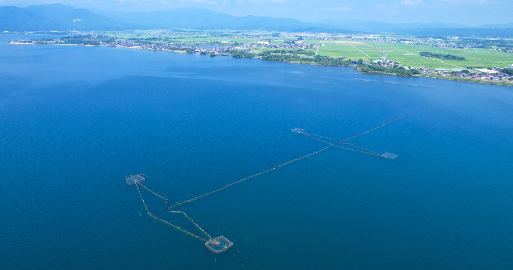 琵琶湖渔业照片