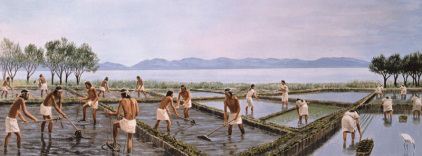 2千年前の湖辺での水田開発の想像図(写真提供 滋賀県立安土城考古博物館)