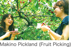 Makino Pickland (Fruit Picking) 