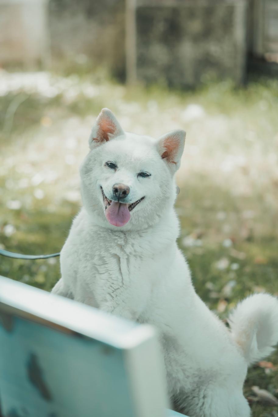 保護犬