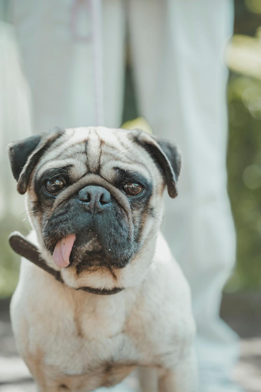 保護犬2