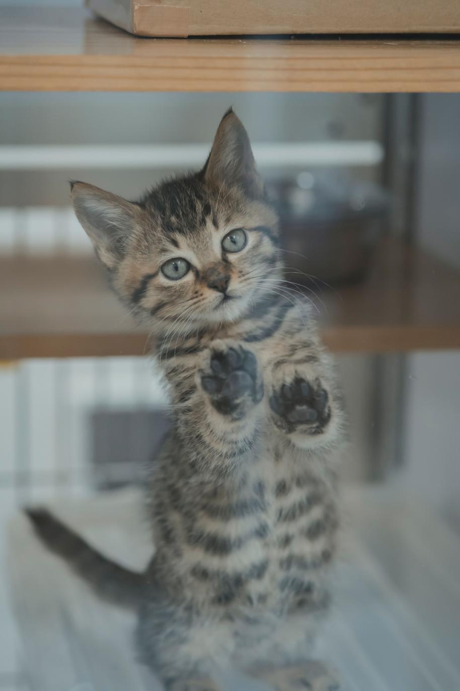 保護猫