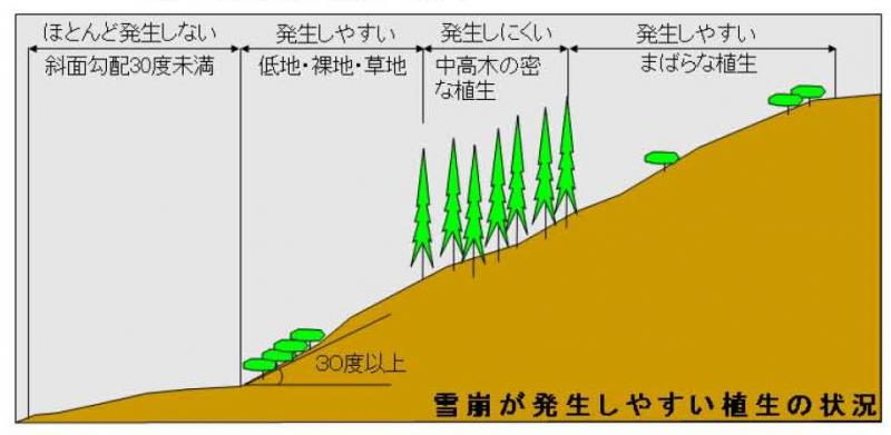 雪崩の発生しやすい植生の状況