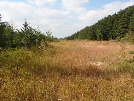 下草刈り作業前の枯草の広がっている山間の平地。