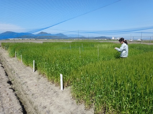 麦類の奨励品種決定調査の写真