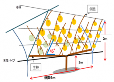 ナシの低樹高栽培1