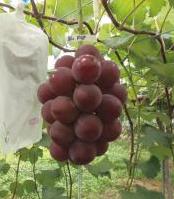 ブドウ「紅伊豆」