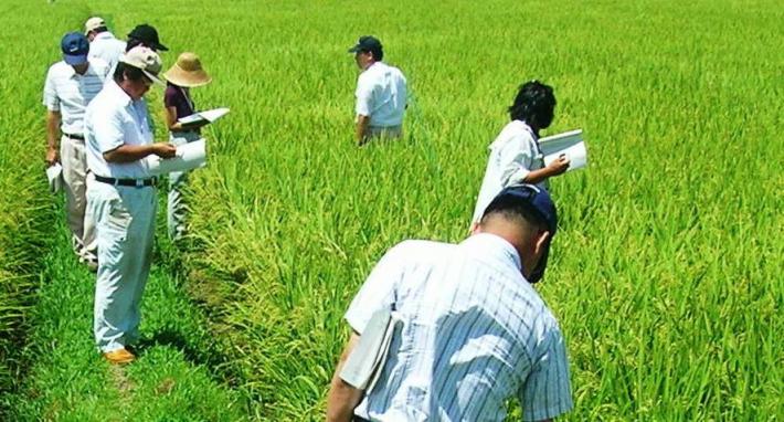 高温に強い良質・良食味水稲新品種「みずかがみ」の現地適応確認
