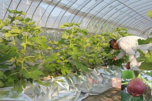 いちじくの軽量ポット栽培など誰もが取組やすい果樹栽培