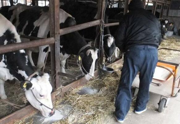 新規需要米を家畜の飼料として有効利用