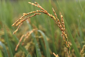 もみ枯細菌病