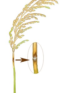 穂いもちによる穂枯れのイラスト