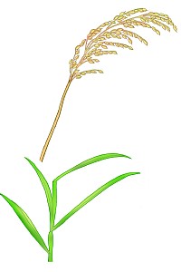 ニカメイガによる穂枯れのイラスト