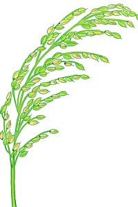 もみ枯細菌病による穂枯れのイラスト