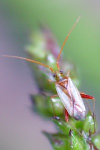 アカスジカスミカメ