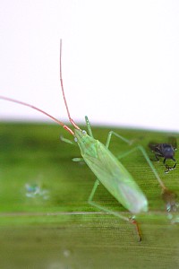 アカヒゲホソミドリカスミカメ