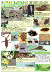 田んぼの生きものシート(表)