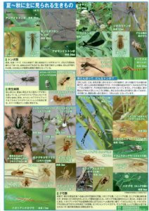 田んぼの生きものシート(裏面)