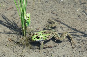 アマガエルとトノサマガエル(画像)