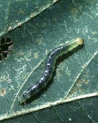 ウコンノメイガ幼虫