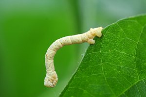 ヨモギエダシャク幼虫
