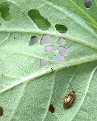 フタスジヒメハムシによる葉の食害痕