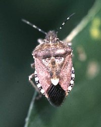 ブチヒゲカメムシ成虫