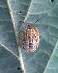 ブチヒゲカメムシ幼虫