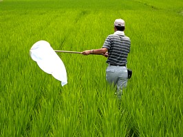すくい取りの画像