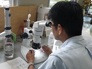 虫害診断の画像