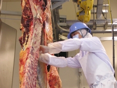 牛の枝肉検査