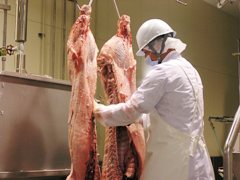 豚の枝肉検査