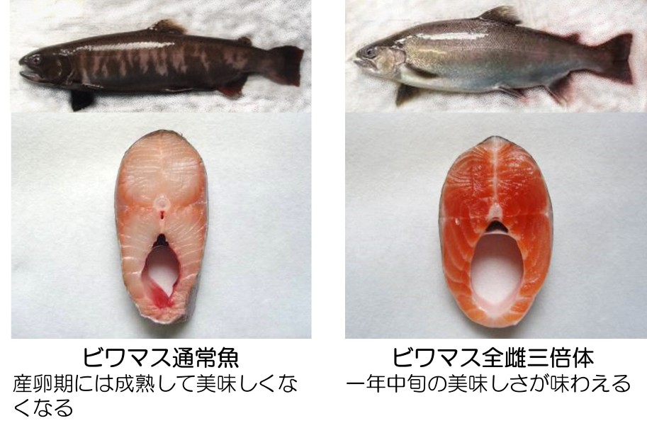 通常魚と全雌三倍体の比較写真