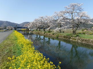 春の導水路の余呉湖への流入地点の写真です。