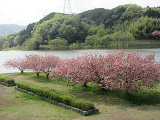 4月20日の日野川ダムのヤエザクラです。