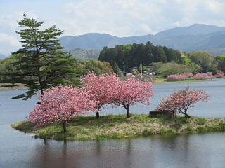 4月20日の日野川ダムのヤエザクラです。